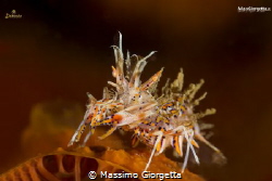 tiger shrimp by Massimo Giorgetta 
